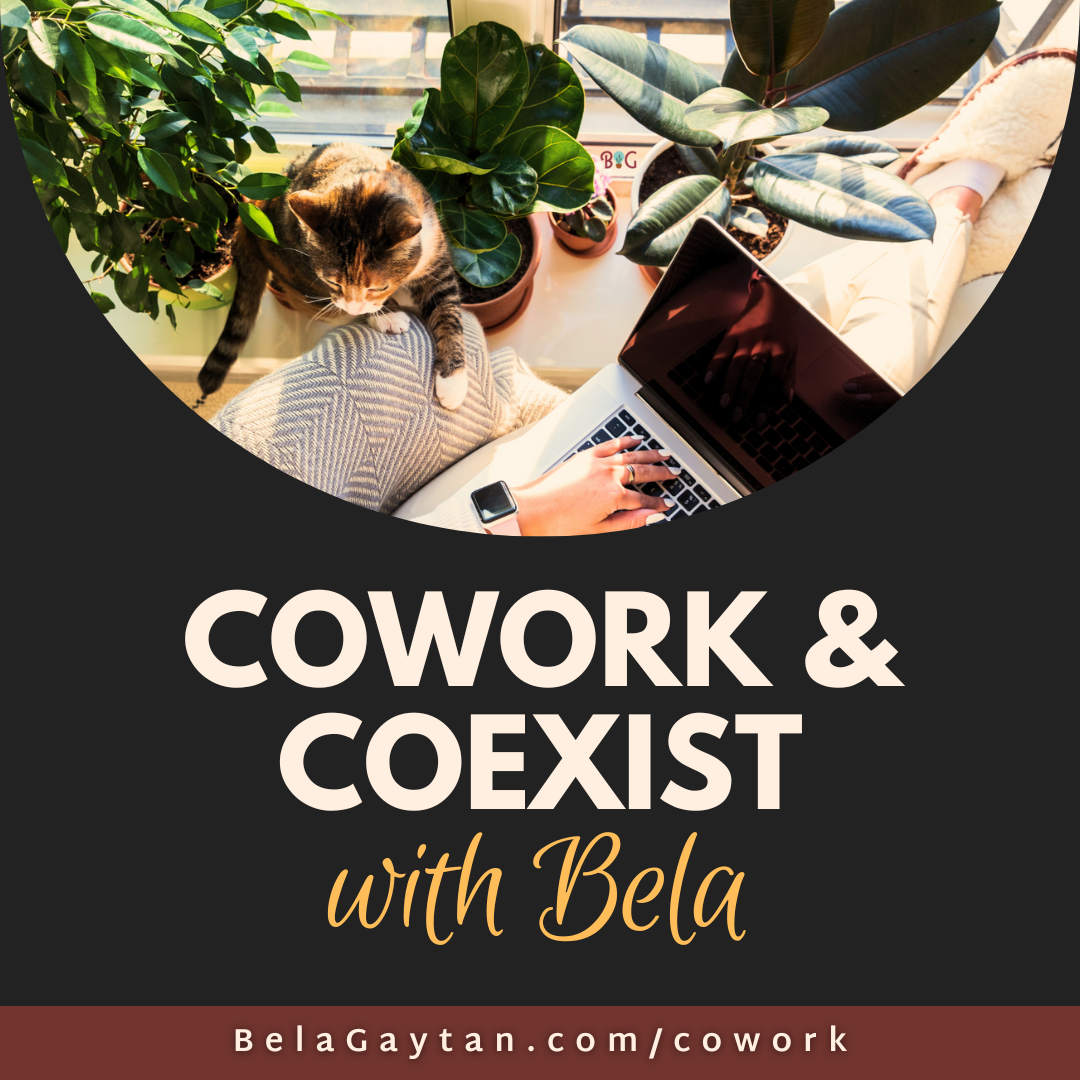 Cowork & Coexist with Bela